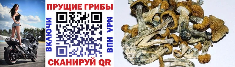 купить наркотики сайты  kraken   Галлюциногенные грибы Psilocybine cubensis  Сортавала 